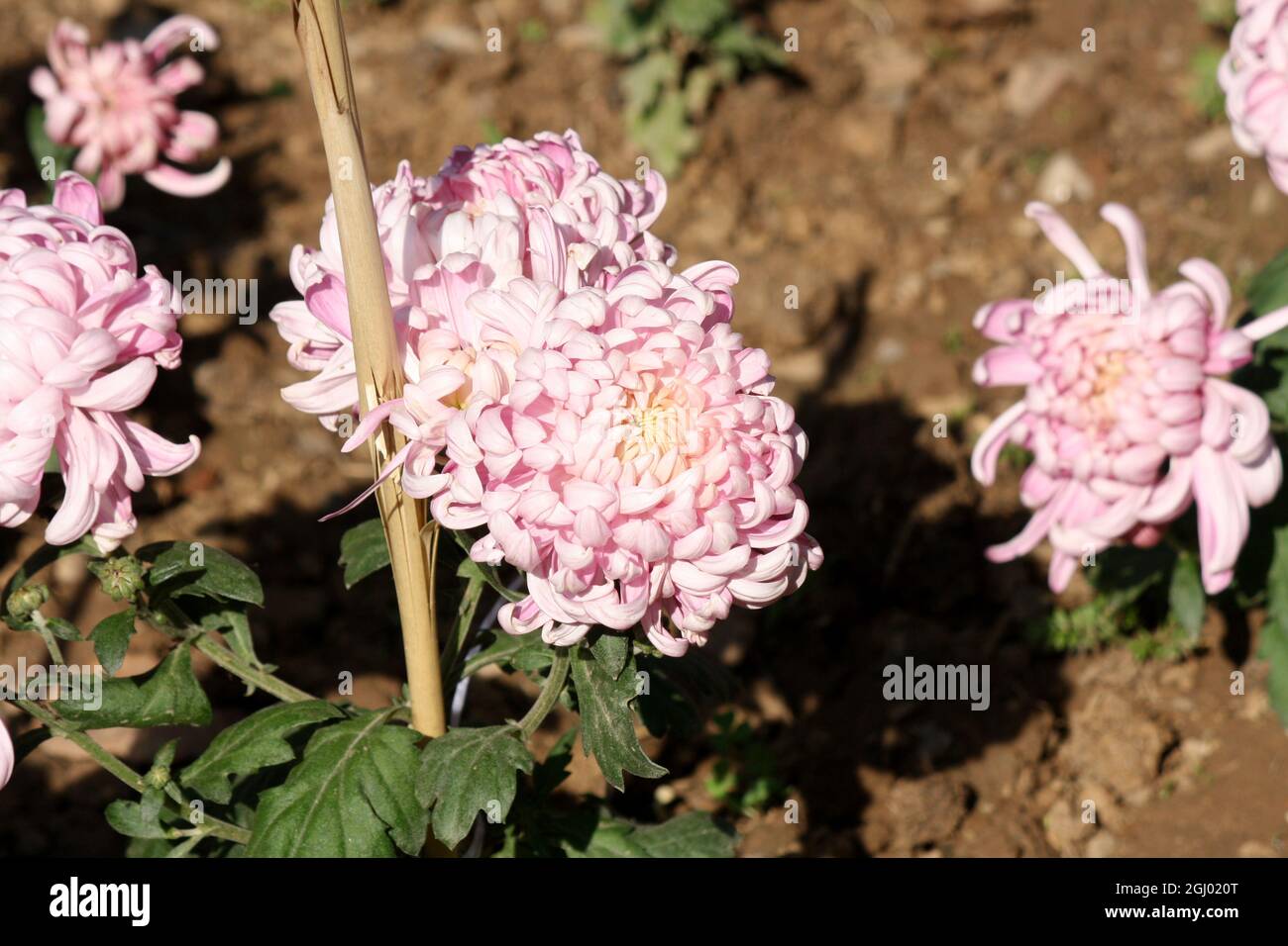 Chrysanthème × morifolium Rose Spider Bloom - pix SShukla Banque D'Images