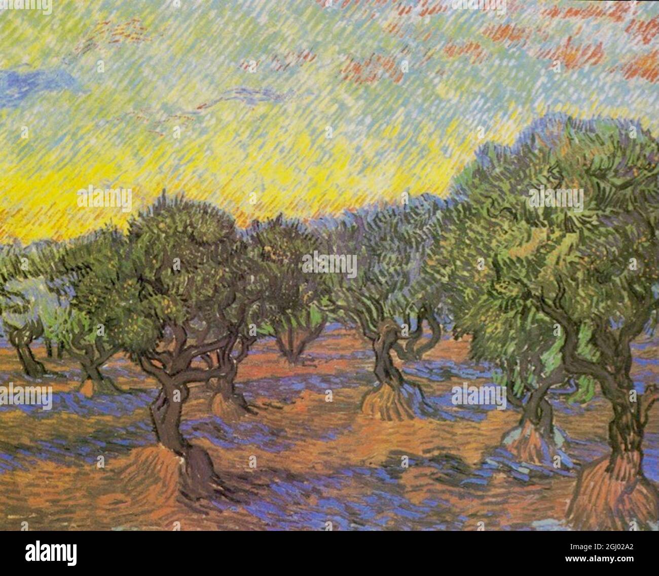 Oeuvre de Vincent van Gogh intitulée Olive Grove - Saint-Rémy, novembre 1889 Banque D'Images