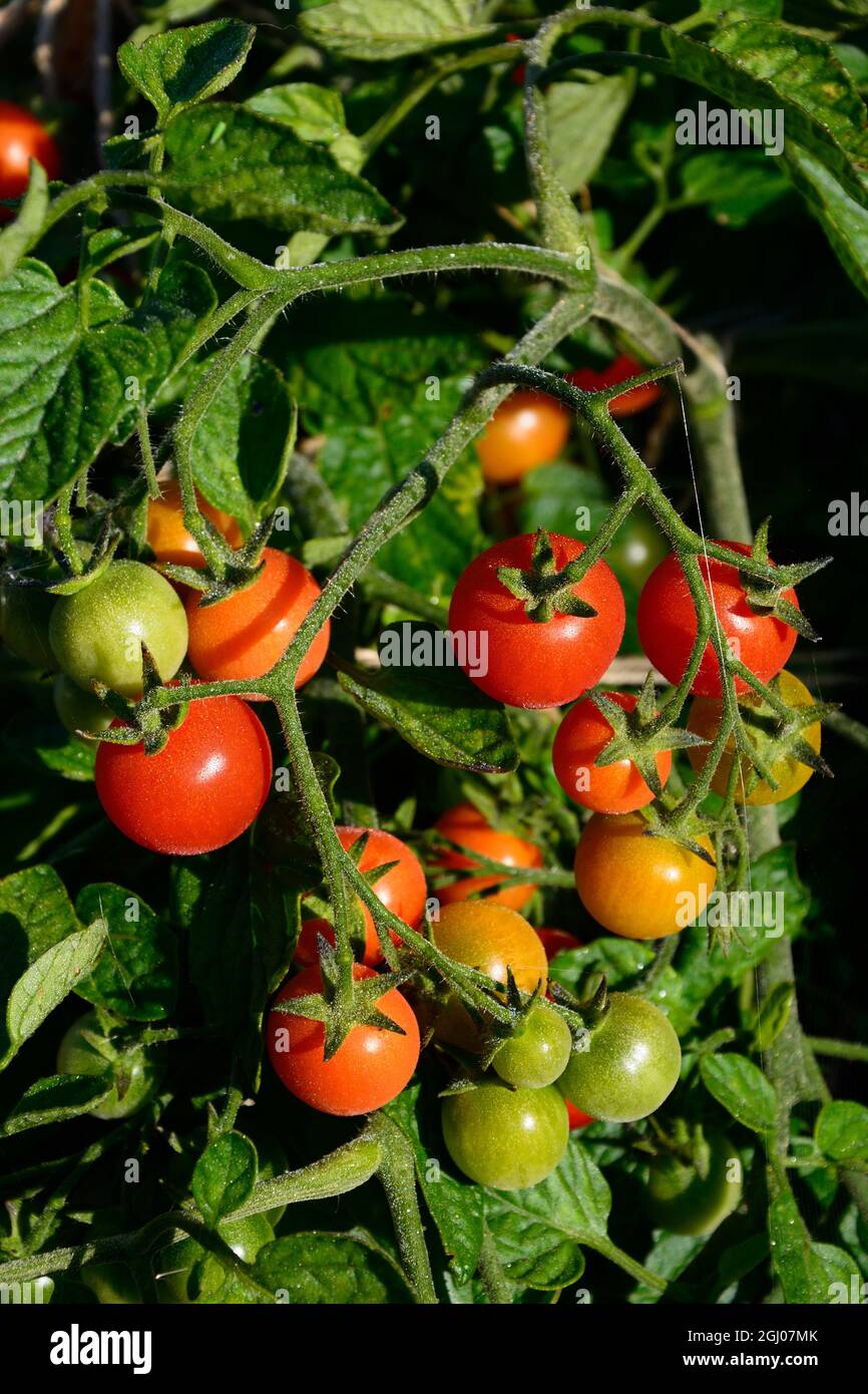 Losetto variété de mûrissement des tomates sur la vigne, UK Banque D'Images