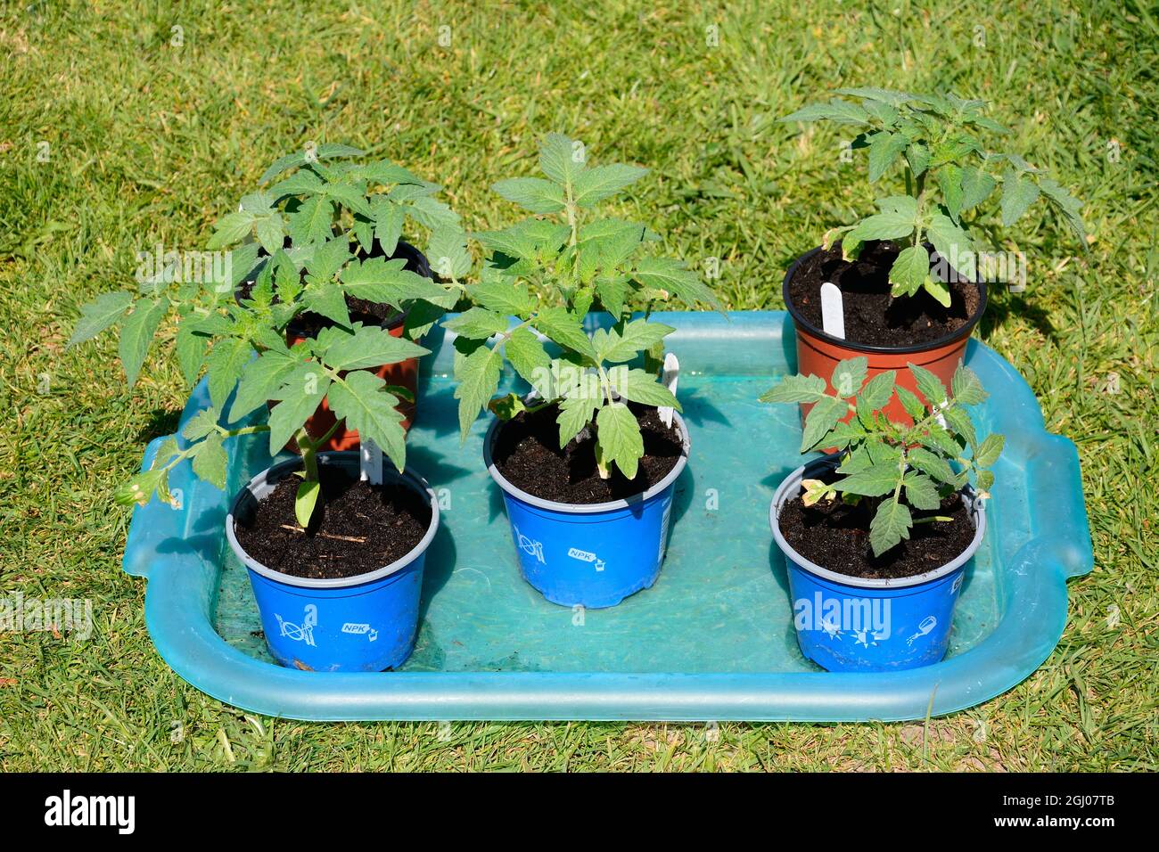 Jeune variété de tomates Summerlast en pots prêts à être plantés, Royaume-Uni Banque D'Images