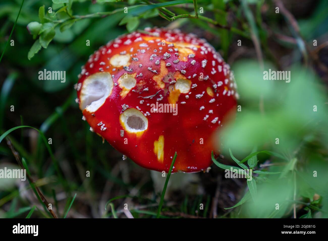 Red Fly agaric - tabouret rouge gros plan Banque D'Images
