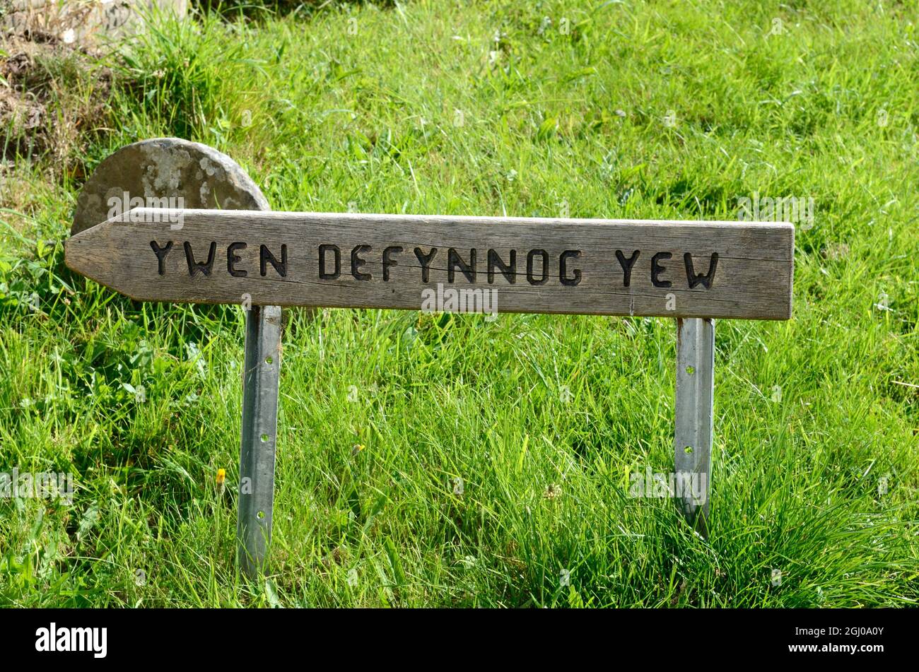 Panneau en bois bilingue montrant le chemin vers le Defennog 5000 ans yew Tree Sennybridge powys Wales UK Banque D'Images