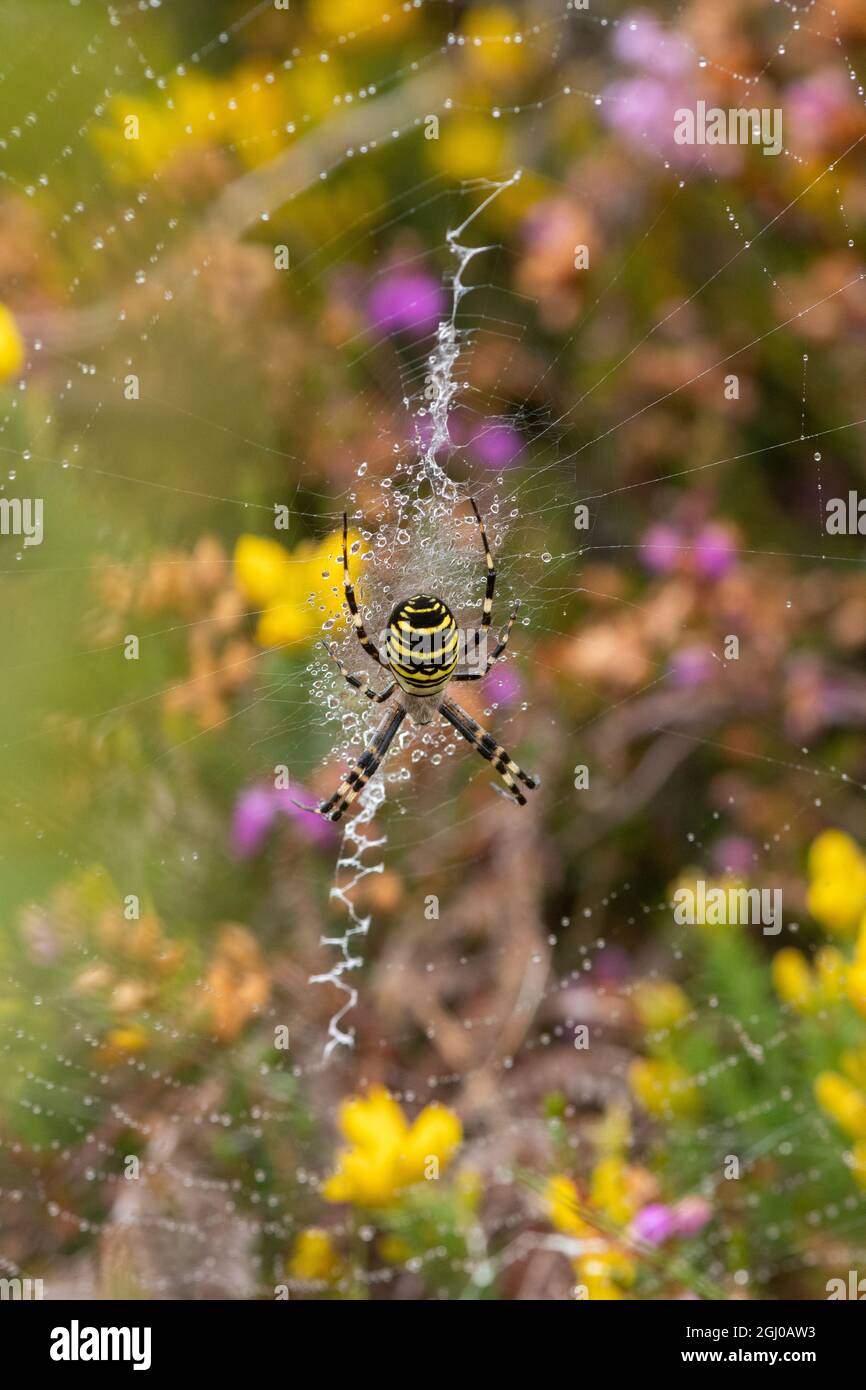 Araignée de guêpe (Argiope bruennichi), araignée féminine colorée sur son Web à la fin de l'été, début de l'automne, Angleterre, Royaume-Uni Banque D'Images