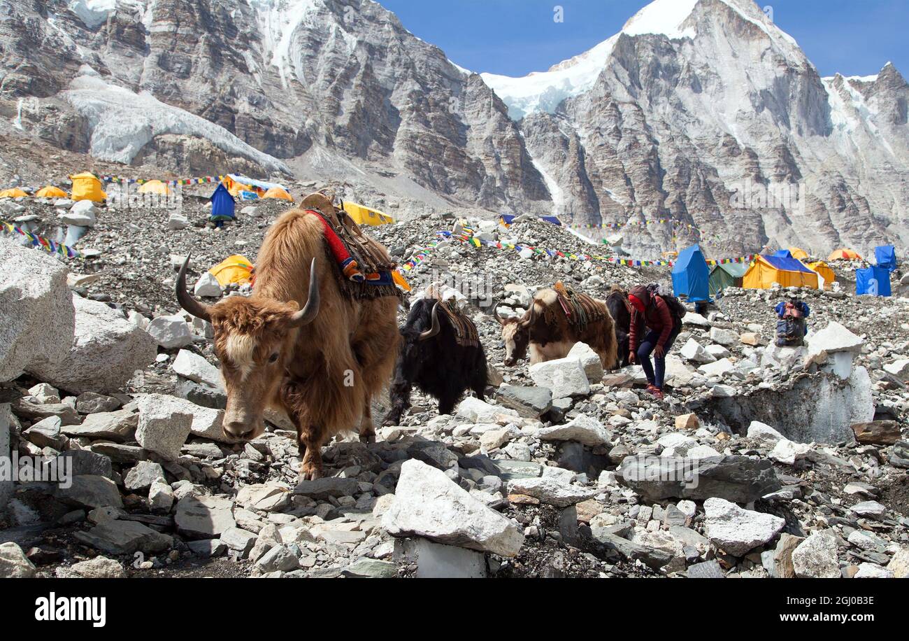 Caravane de yaks dans le camp de base de l'Everest, montagnes de l'himalaya du Népal Banque D'Images Caravane de yaks dans le camp de base de l'Everest, montagnes de l'himalaya du Népal Banque D'Images