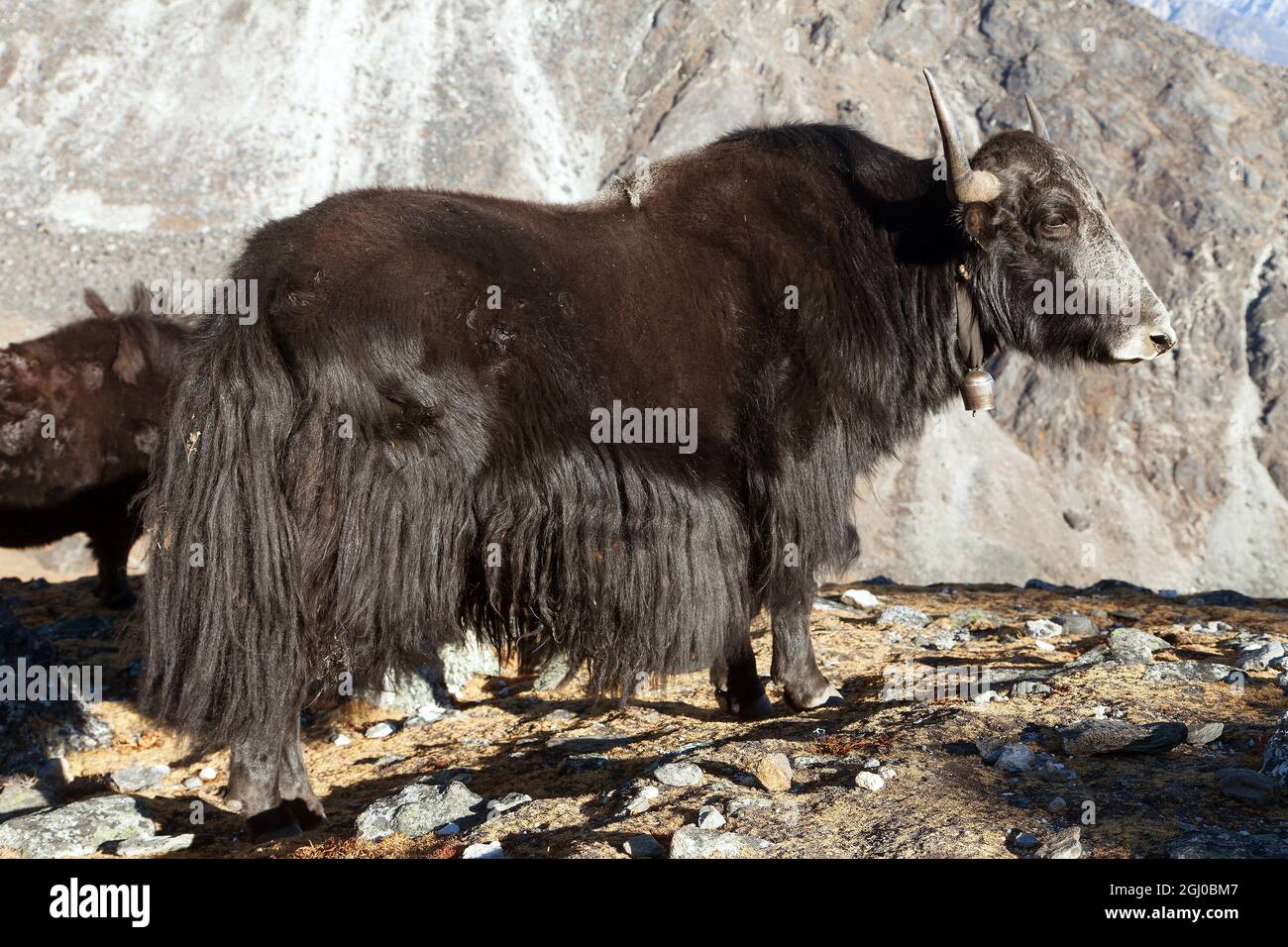 Yak noir sur le chemin du camp de base de l'Everest - Népal Himalaya Banque D'Images