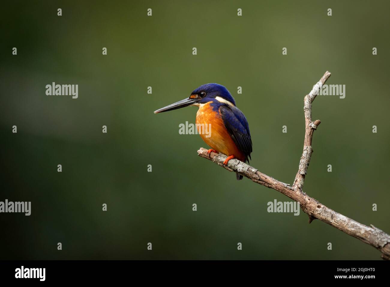 Un pêcheur d'azur australien photographié dans la banlieue de Brisbane. Banque D'Images