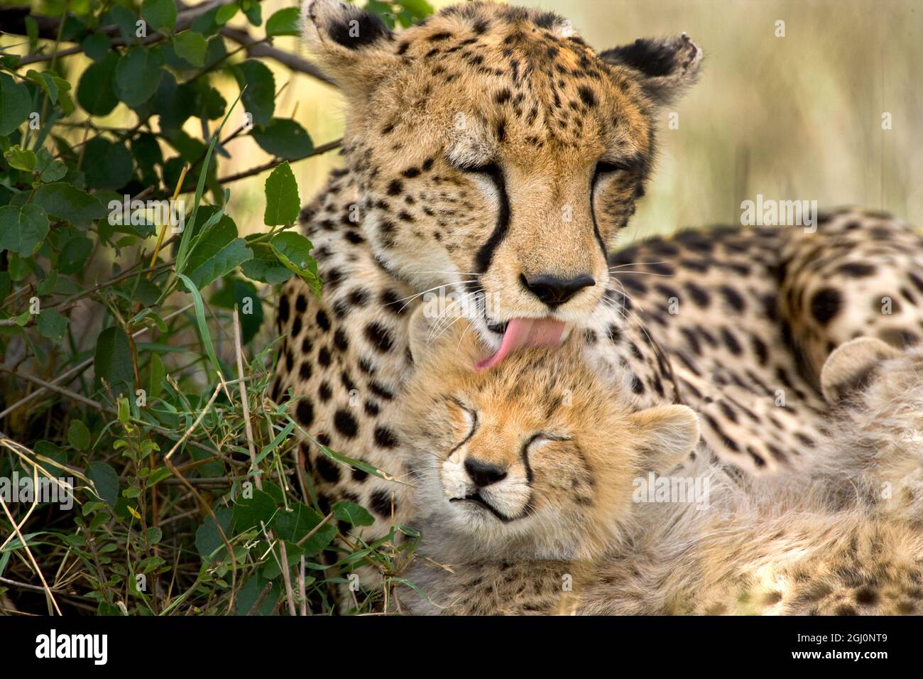 Kenya, réserve nationale de Masai Mara. Cheetah mère toilettage cub. Banque D'Images