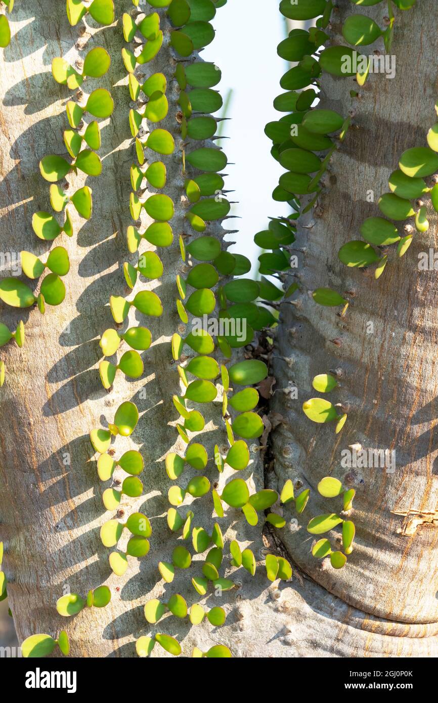 Afrique, Madagascar Spiny Forest, Anosy. Madagascar ocotillo plante avec leurs feuilles germer directement de leurs troncs. Banque D'Images