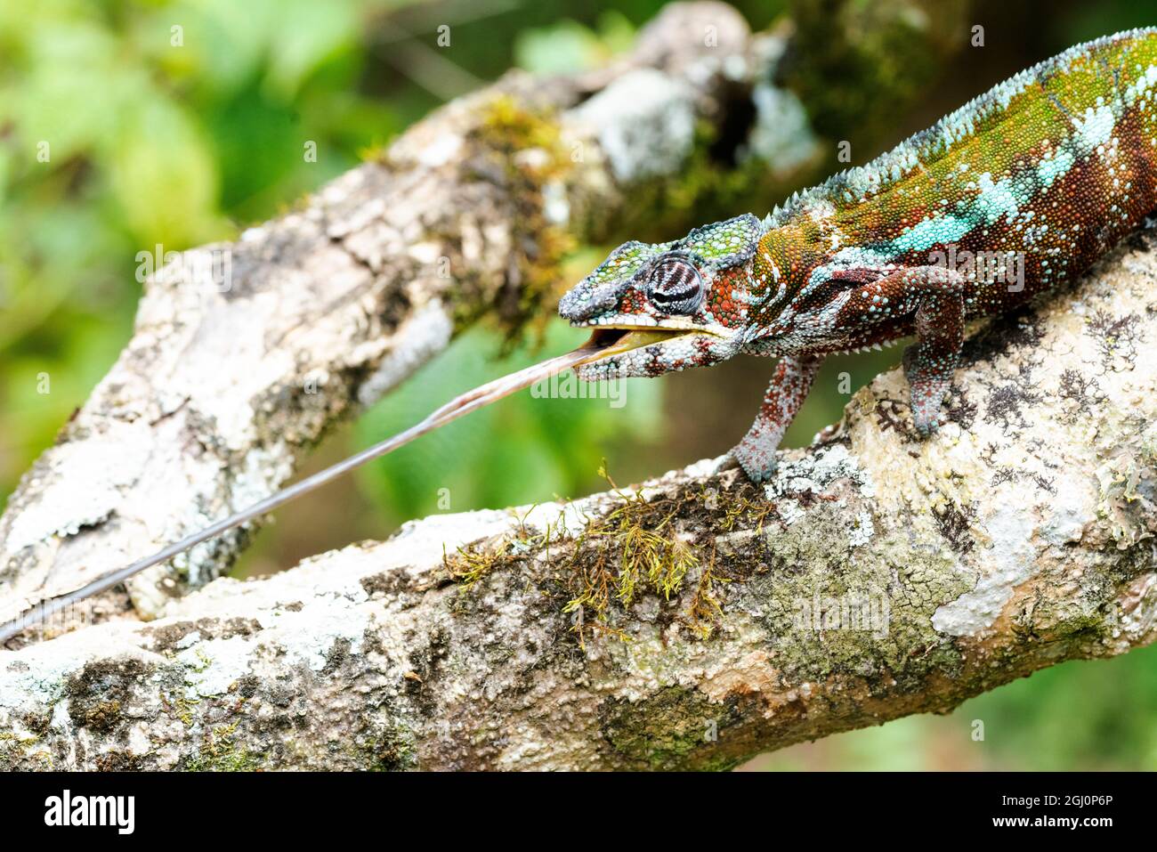 Afrique, Madagascar, à l'est de Tana, Marozevo, Peyrieras Reptile Reserve. Une panthère chameleon colle sa langue pour obtenir un insecte. Banque D'Images