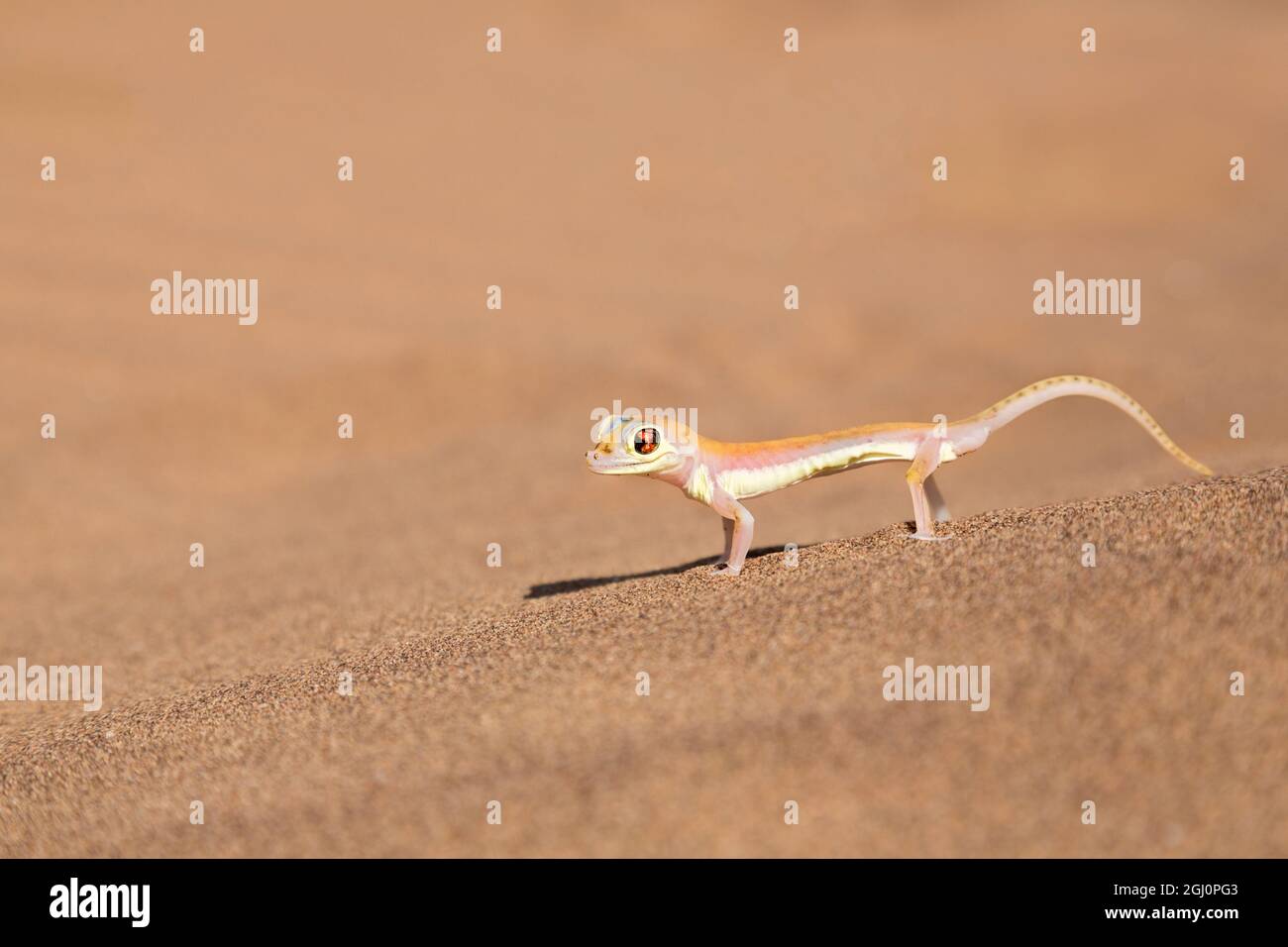 L'Afrique, la Namibie, Désert du Namib. Gecko Palmetto sur du sable. En tant que crédit : Wendy Kaveney Jaynes / Galerie / DanitaDelimont.com Banque D'Images