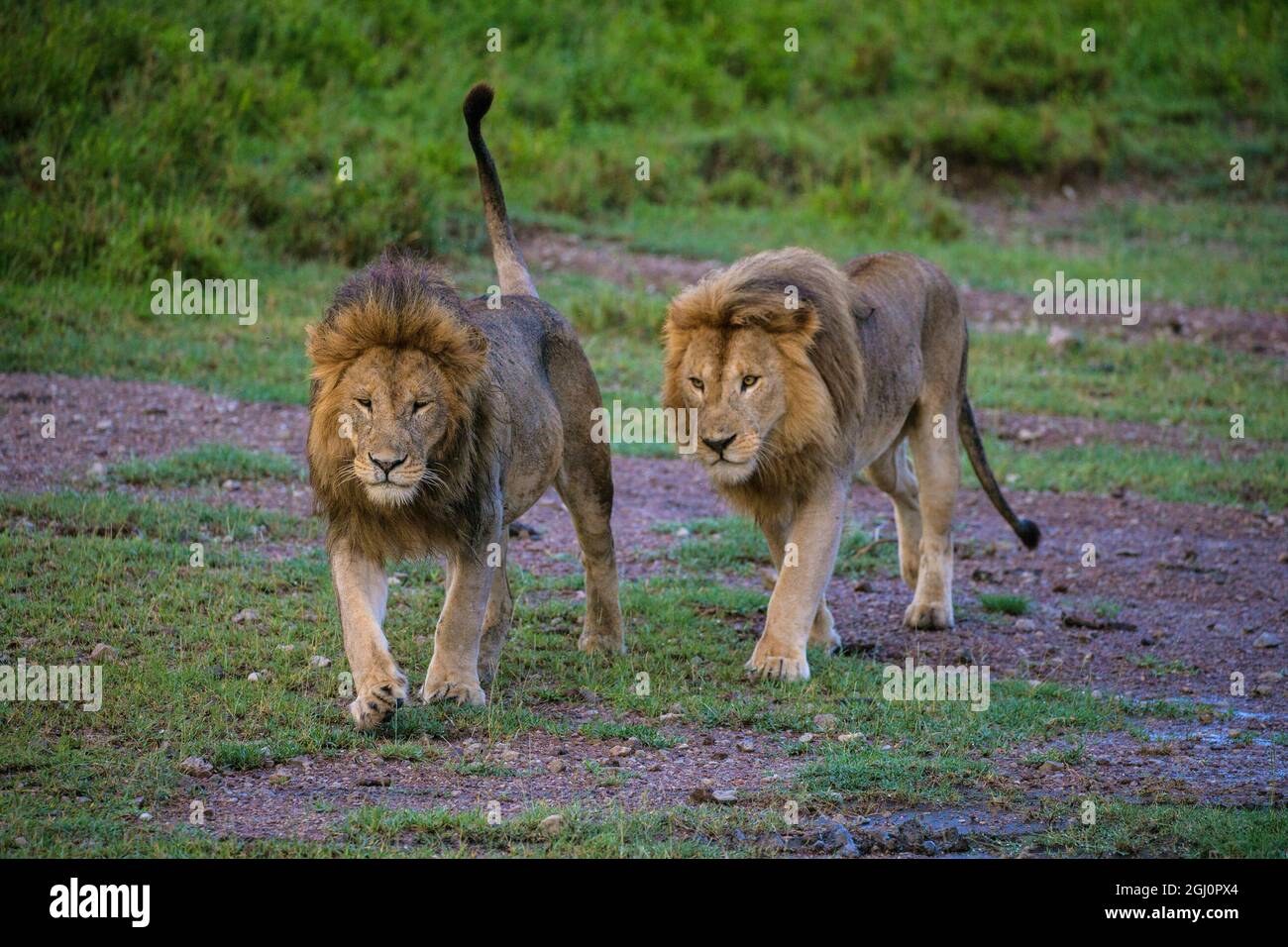 L'Afrique. La Tanzanie. L'Afrique de l'homme lions (Panthera leo) à Ndutu Serengeti dans NP. Banque D'Images