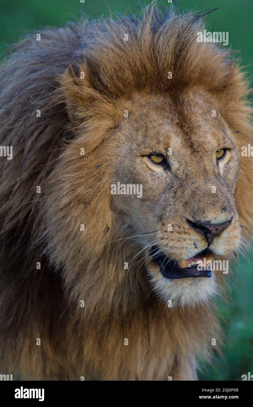 L'Afrique. La Tanzanie. Homme African lion (Panthera leo) à Ndutu Serengeti dans NP. Banque D'Images