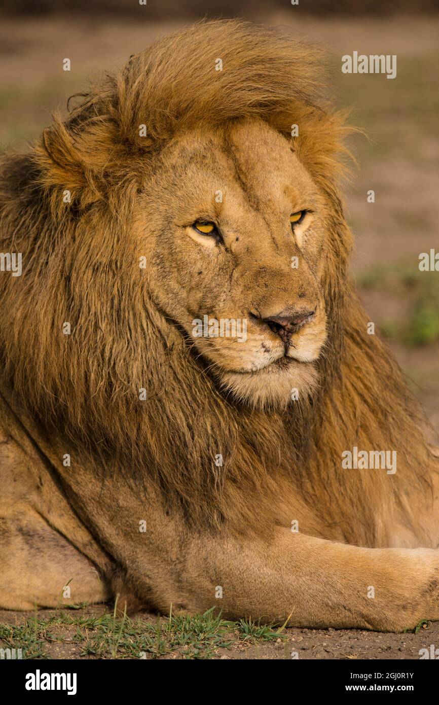 L'Afrique. La Tanzanie. Homme African lion (Panthera leo) à Ndutu Serengeti dans NP. Banque D'Images
