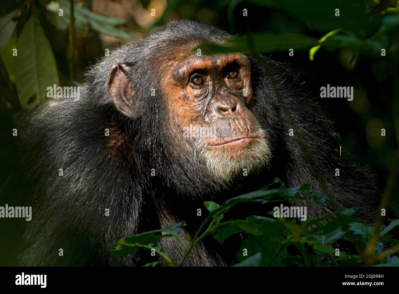 Afrique, Ouganda, Parc national de Kibale, projet Ngogo Chimpanzee. Un chimpanzé mâle adulte regarde vers le haut avec intérêt. Banque D'Images