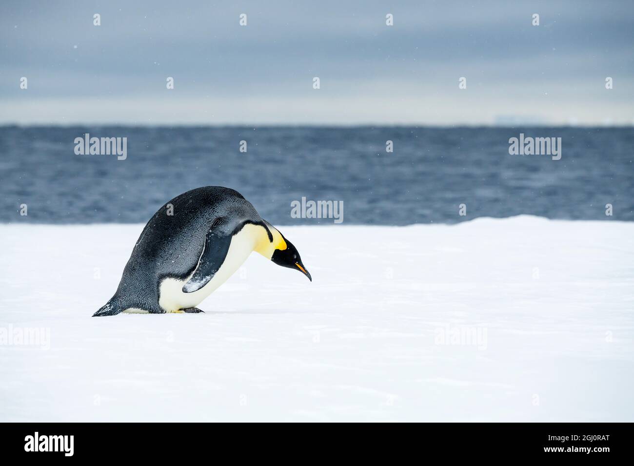 Snow Hill Island, Antarctique. Pingouin empereur sur le point de faire du toboggan. Banque D'Images