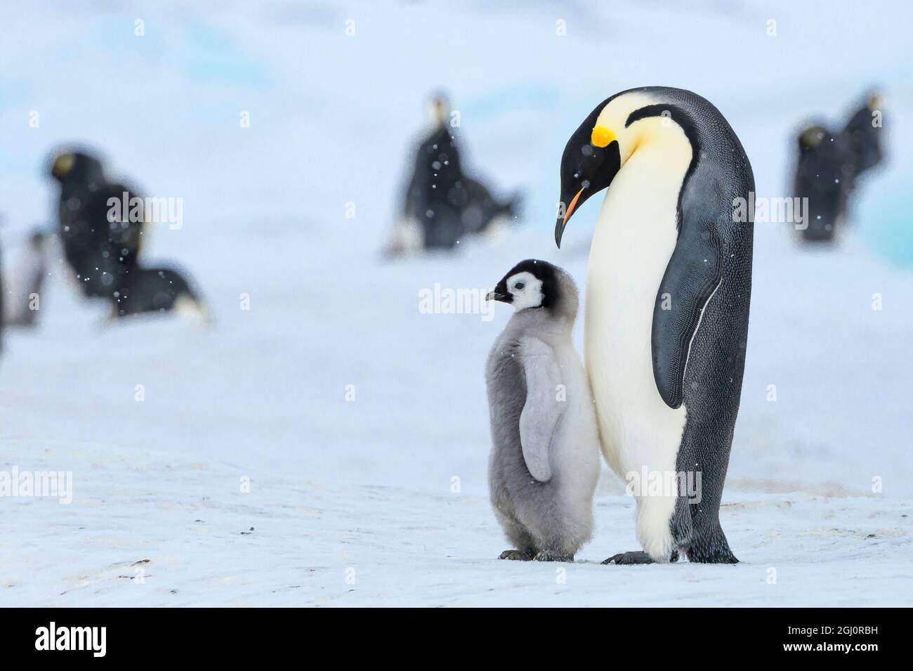 Snow Hill Island, Antarctique. Manchot empereur parent avec juvénile. Banque D'Images