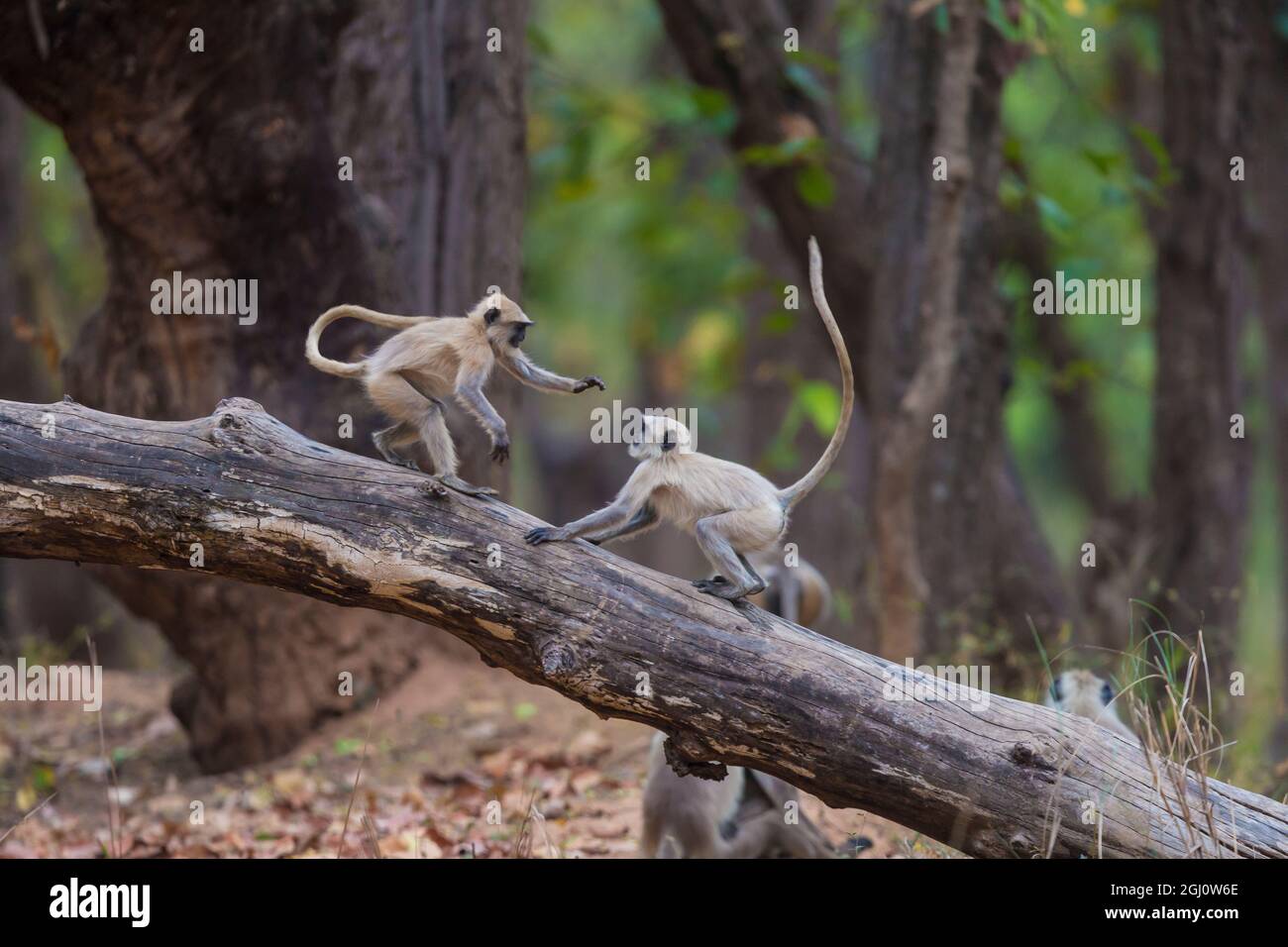 L'Asie. L'Inde. Gray langur, ou langur Hanuman (Semnopithecus animaux singe) à la Réserve de tigres de Bandhavgarh Banque D'Images