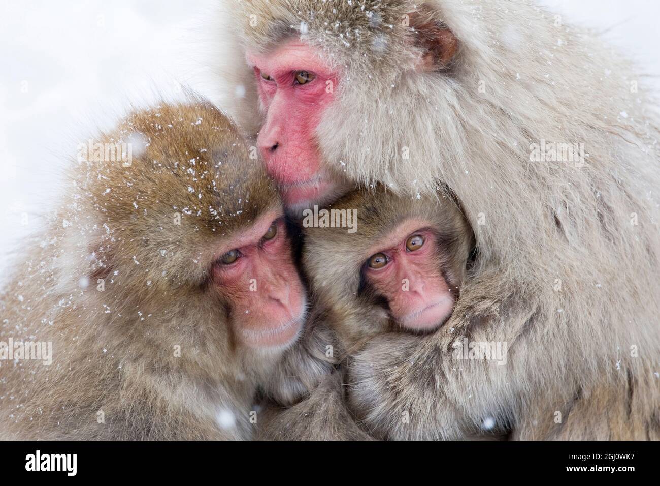 Asie, Japon, Nagano, Jigokudani Yaen Koen, Parc des singes des neiges, Macaque japonais, Macaca fuscata. Une macaque japonaise de mère se rencontre avec ses deux offsprin Banque D'Images