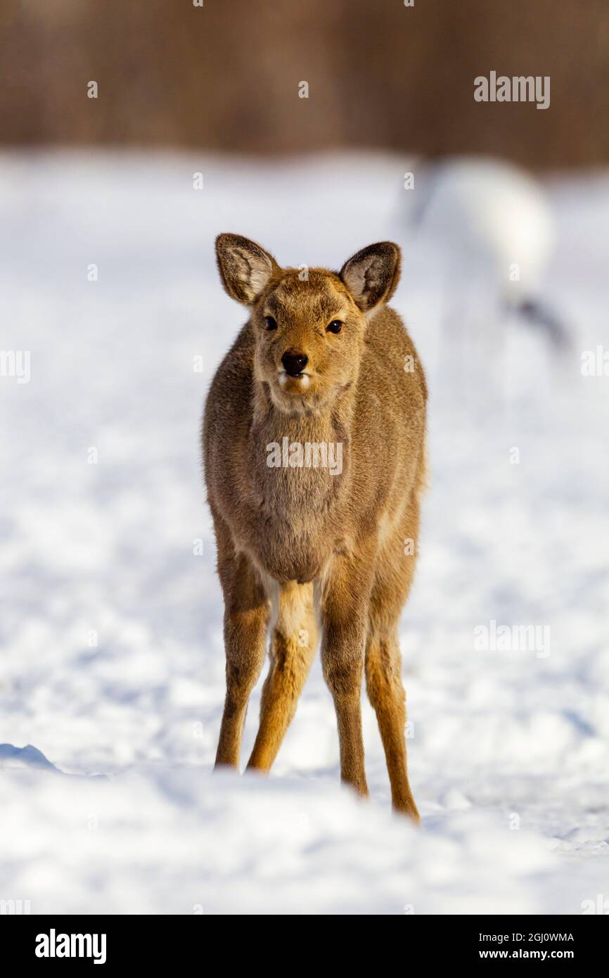 Asie, Japon, Hokkaido, Kushiro, Akan International Crane Centre, sika Deer, Cervus Nippon. Portrait d'un jeune cerf de sika. Banque D'Images