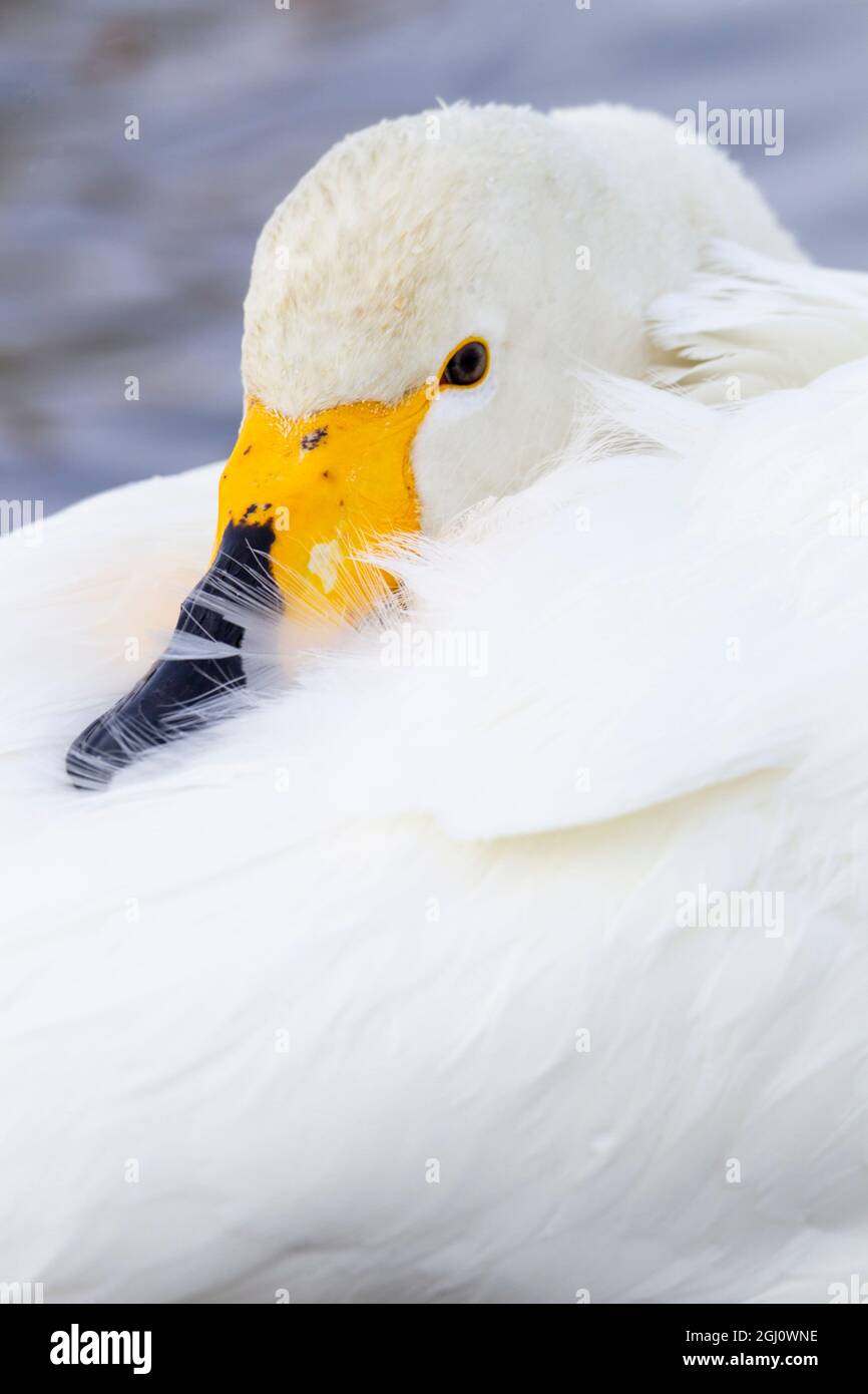 Asie, Japon, Hokkaido, Lac de Kussharo, whooper Swan, Cygnus cygnus. Portrait d'un cygne de whooper avec son bec jaune et noir contrastant avec son chant Banque D'Images