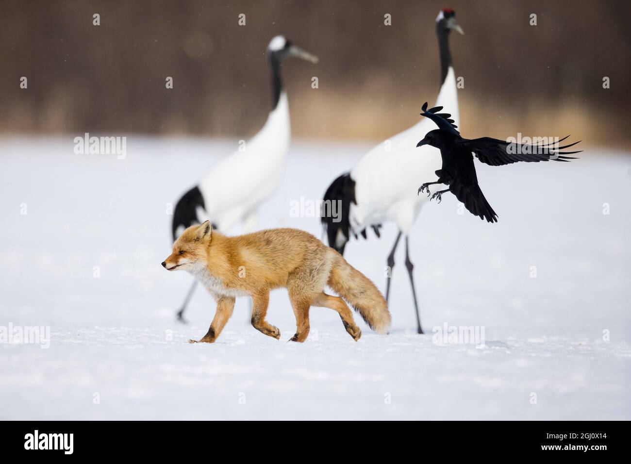 Asie, Japon, Hokkaido, Kushiro, Centre international de grue d'Akan, renard roux japonais, Vulpes vulpes japonica, grue à couronne rouge, Grus japonensis, charrion Banque D'Images