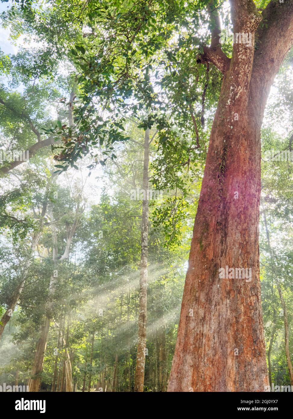 Asie;Cambodge;Angkor Watt;Siem Reap;brouillard aux rayons du soleil dans les arbres Banque D'Images