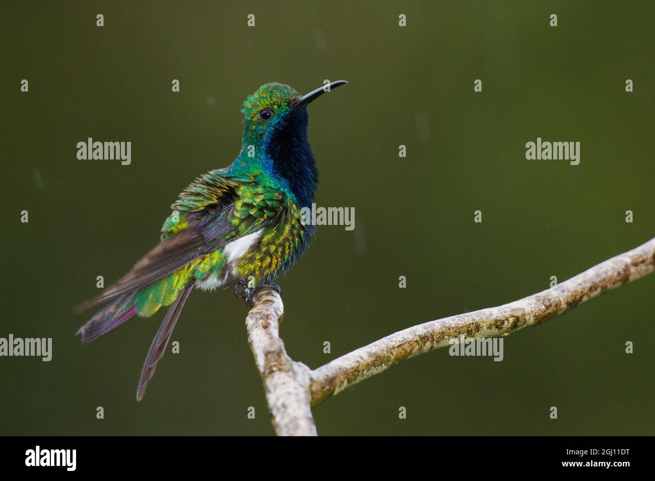 Hummingbird de mangue à gorge noire Banque D'Images