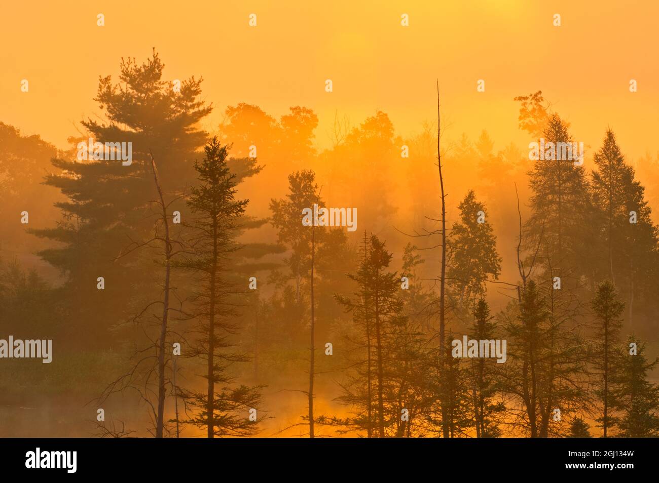 Canada, Ontario, Torrance Barrens Dark-Sky Preserve. Lever de soleil brumeux sur la forêt et l'étang. Credit AS: Mike Grandmaison / Jaynes Gallery / DanitaDelimont. Banque D'Images