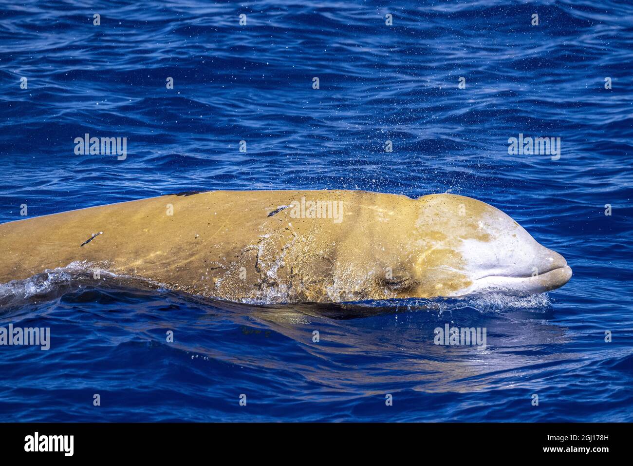 Nom dauphin baleine de Cuvier ultra rare de voir Banque D'Images