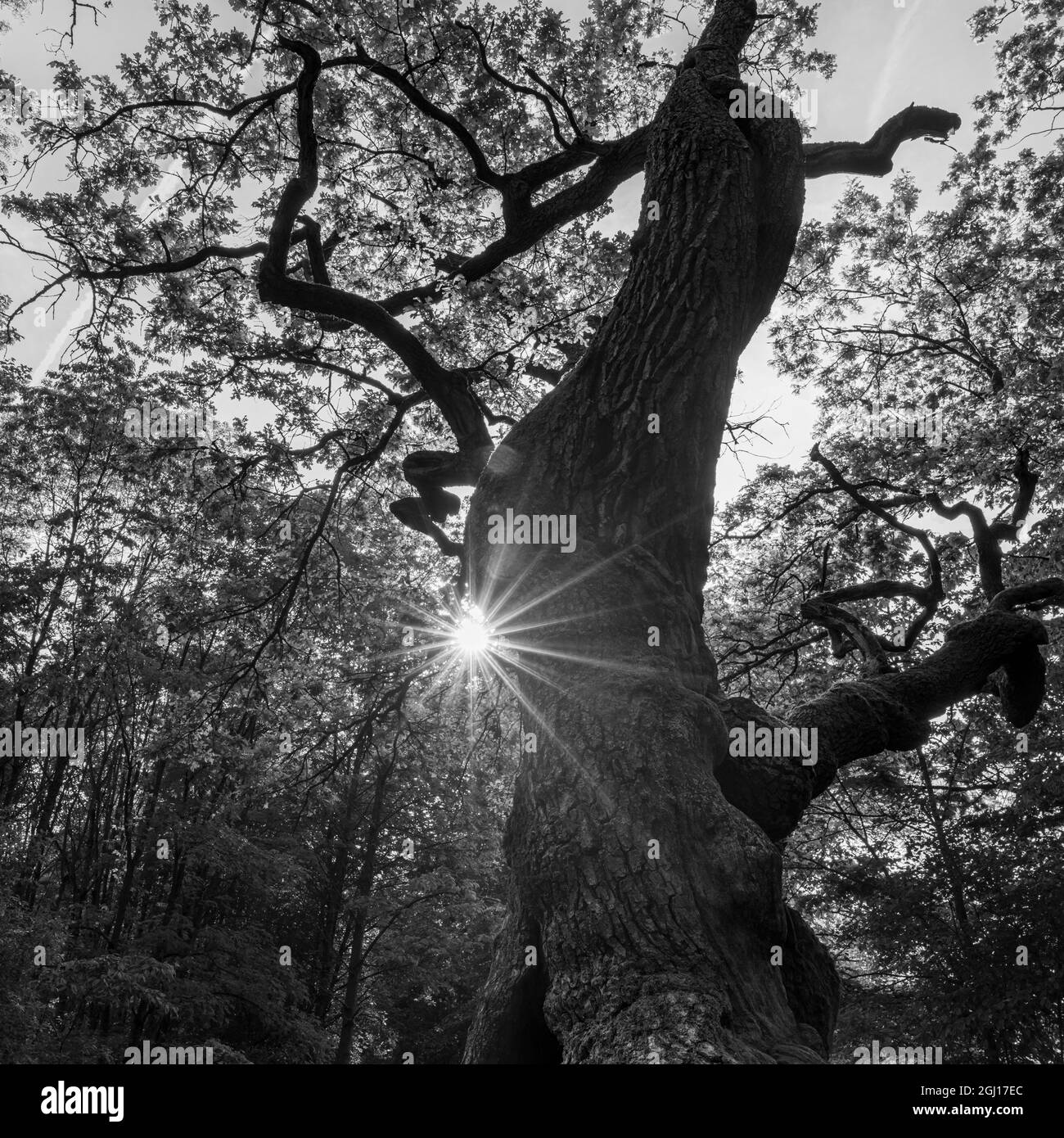 Célèbre Betteleiche (chêne des mendiants), icône de la forêt de Hainich en Thuringe, parc national et site classé au patrimoine mondial de l'UNESCO. Beech. Primitive Banque D'Images