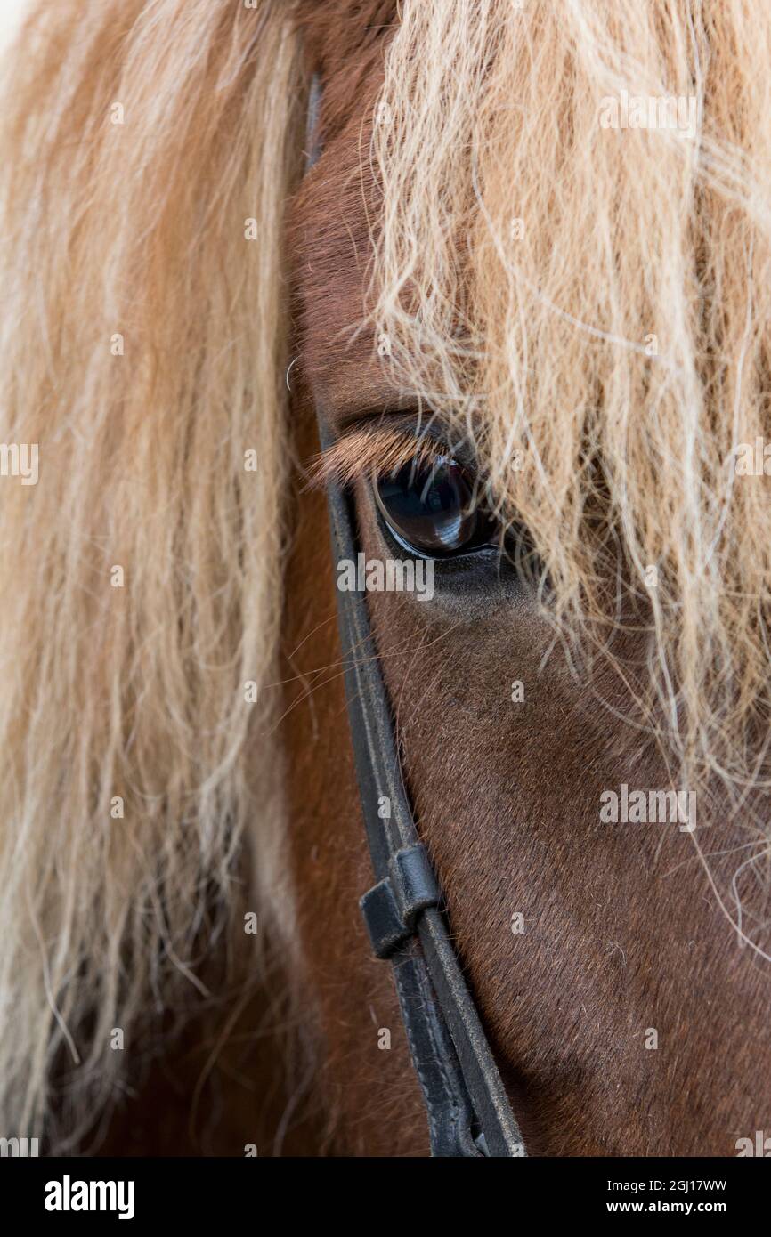 Détail de cheval d'étreuil avec de la manie de lin. Banque D'Images