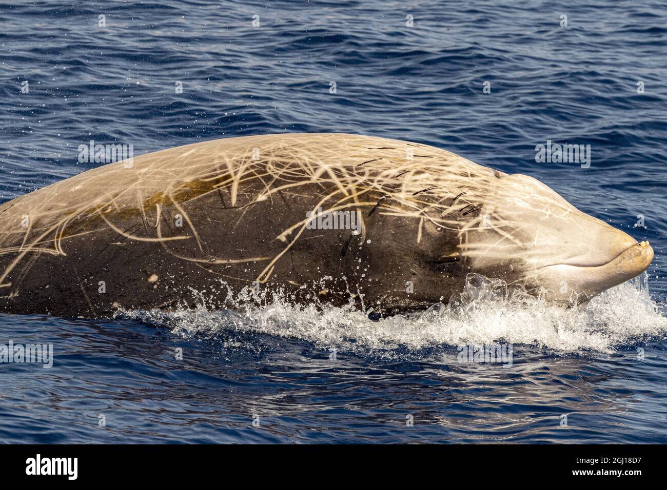 Nom dauphin baleine de Cuvier ultra rare de voir Banque D'Images