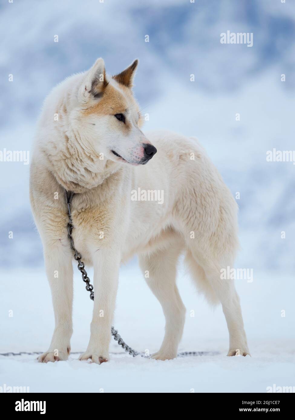 Chien de traîneau pendant l'hiver à Uummannaq au Groenland. Les équipes de chiens sont des animaux de trait pour les pêcheurs et restent tout l'hiver sur la glace de mer du fjord. Vert Banque D'Images