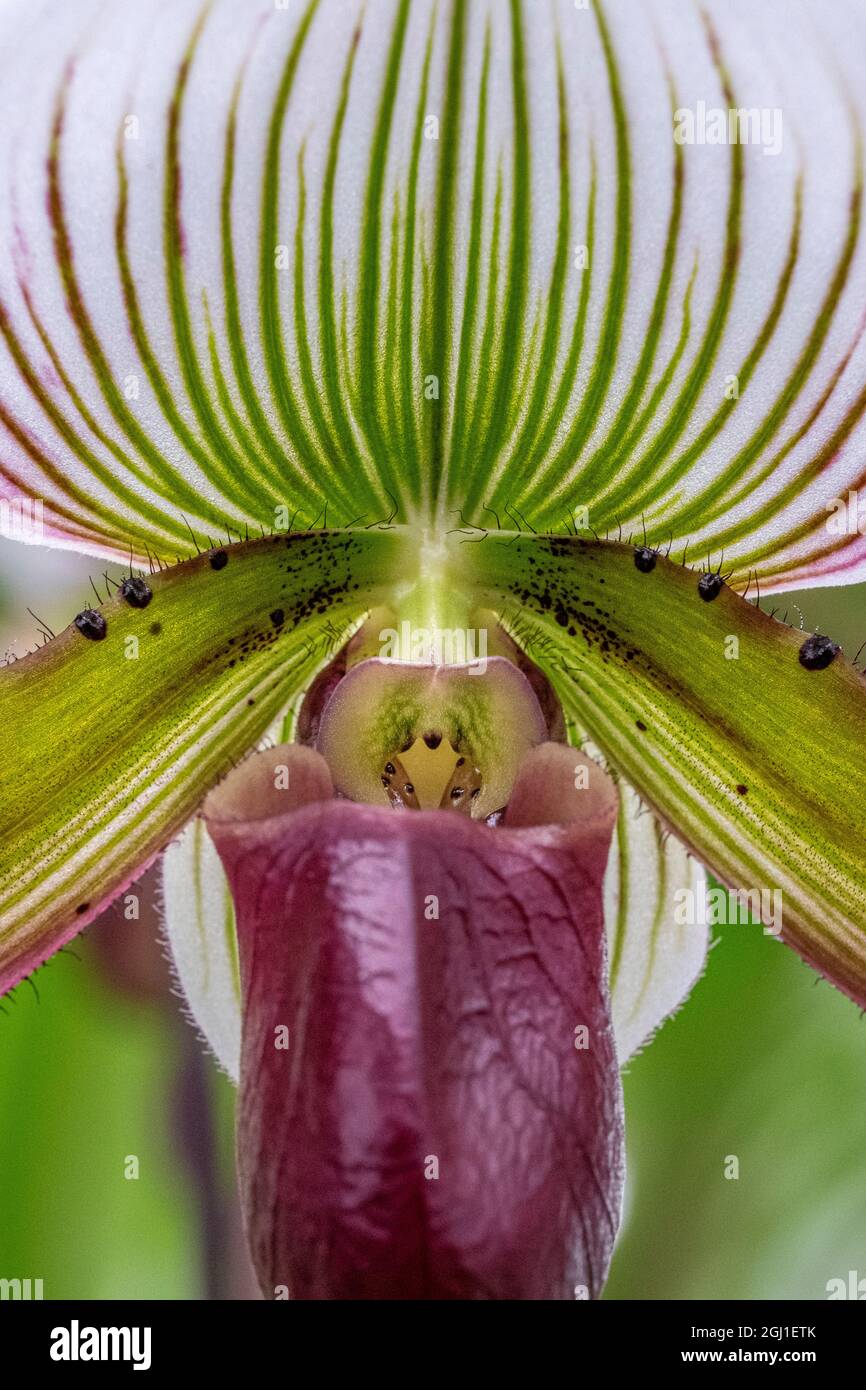 Orchidée tropicale Banque D'Images