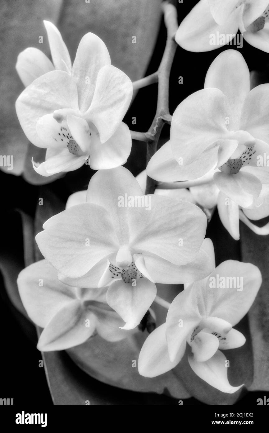 Moth Orchid Banque D'Images