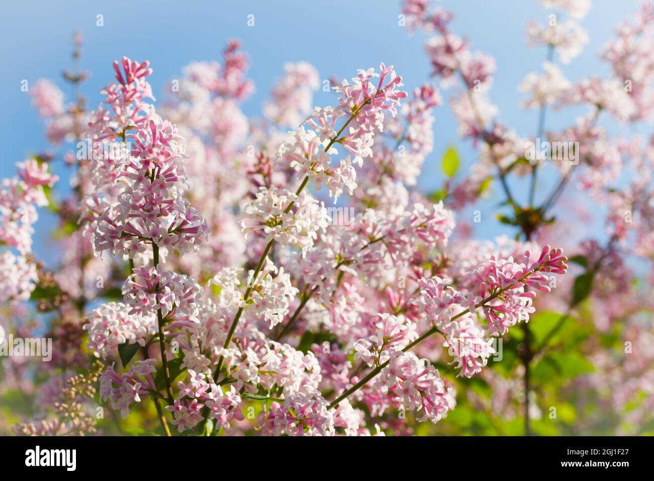 Belle branche de lilas rose avec fleurs et bourgeons dans le jardin d'été Banque D'Images