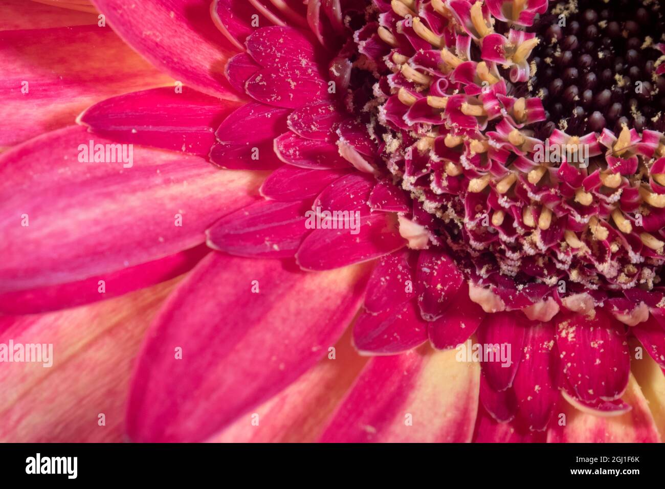 Gros plan d'un Gerber Daisy rouge. Banque D'Images