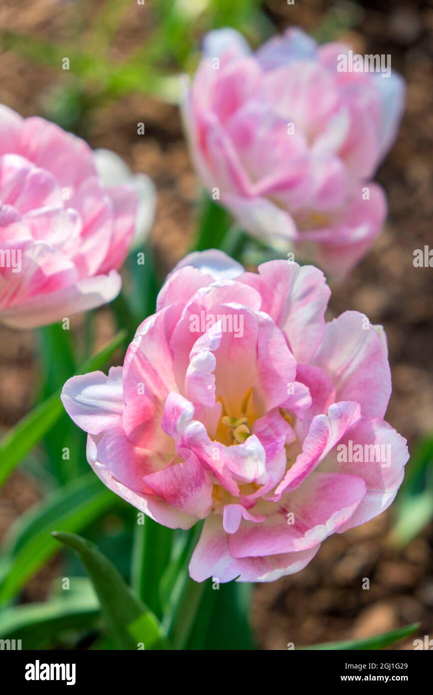 Tulipes doubles roses, États-Unis Banque D'Images