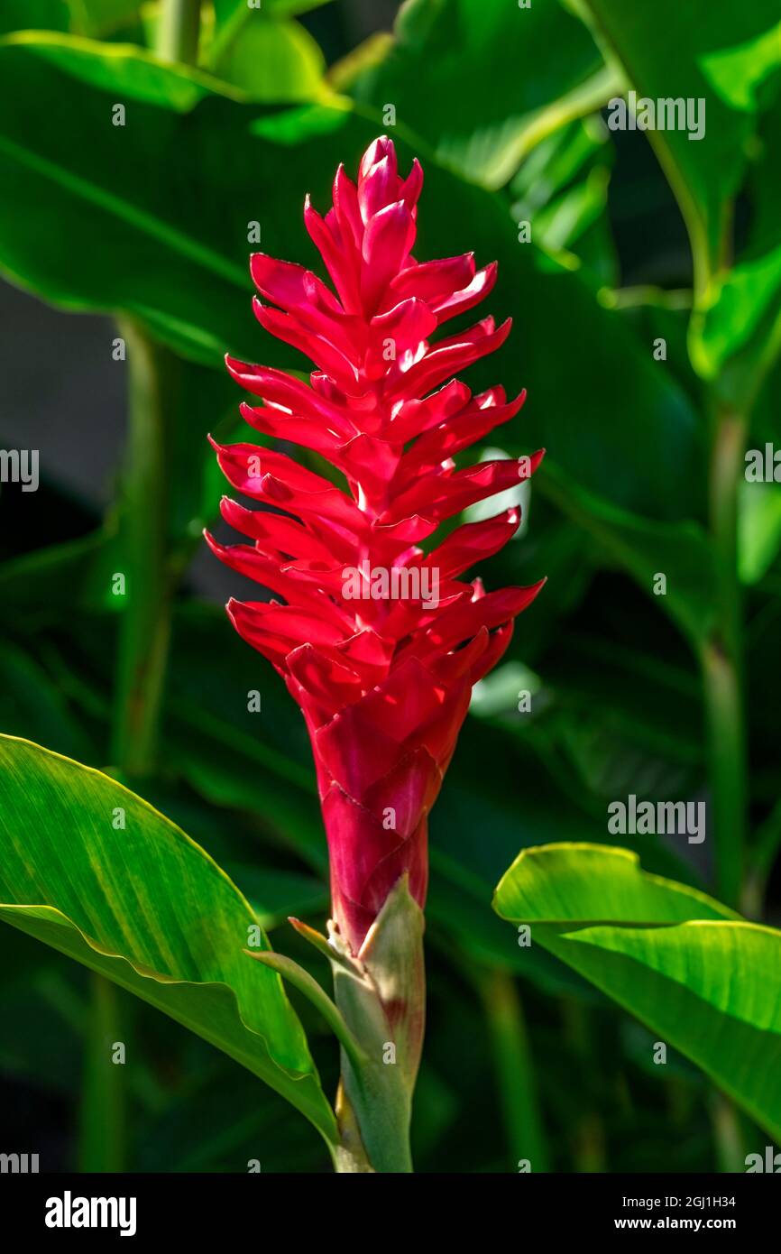 Usine de gingembre rouge Banque D'Images