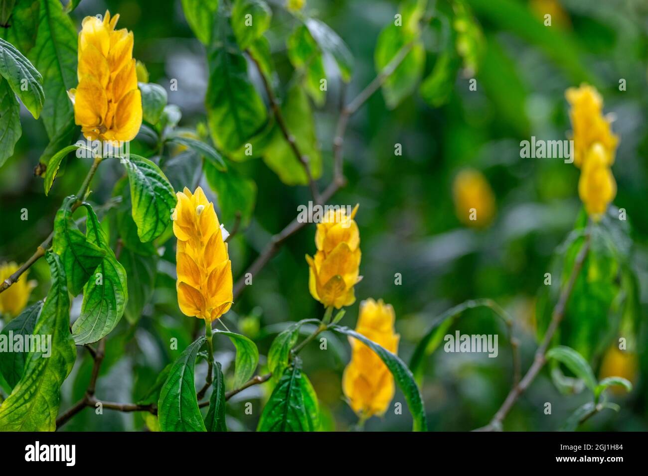Golden Shrimp Plant, usine de Lollipop Banque D'Images