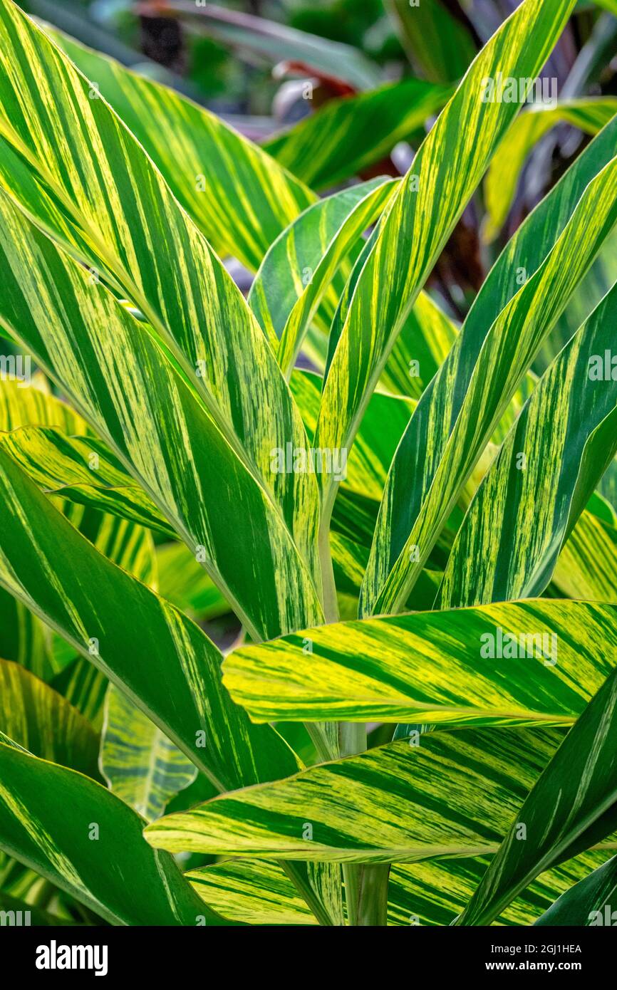 Plante de gingembre de coquillages Banque D'Images
