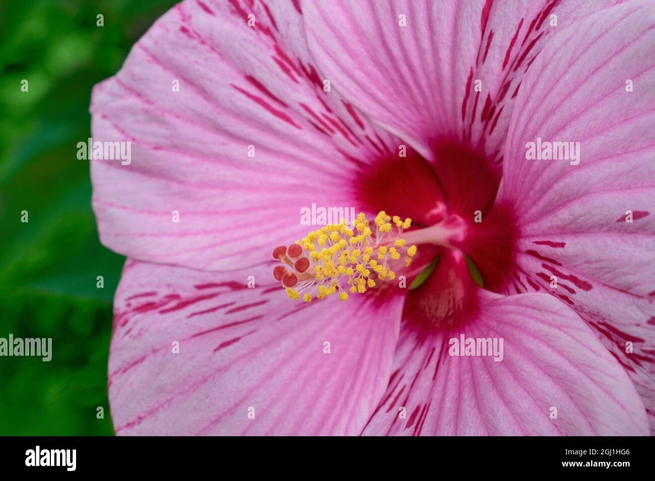 Swamp mauve rose Banque D'Images