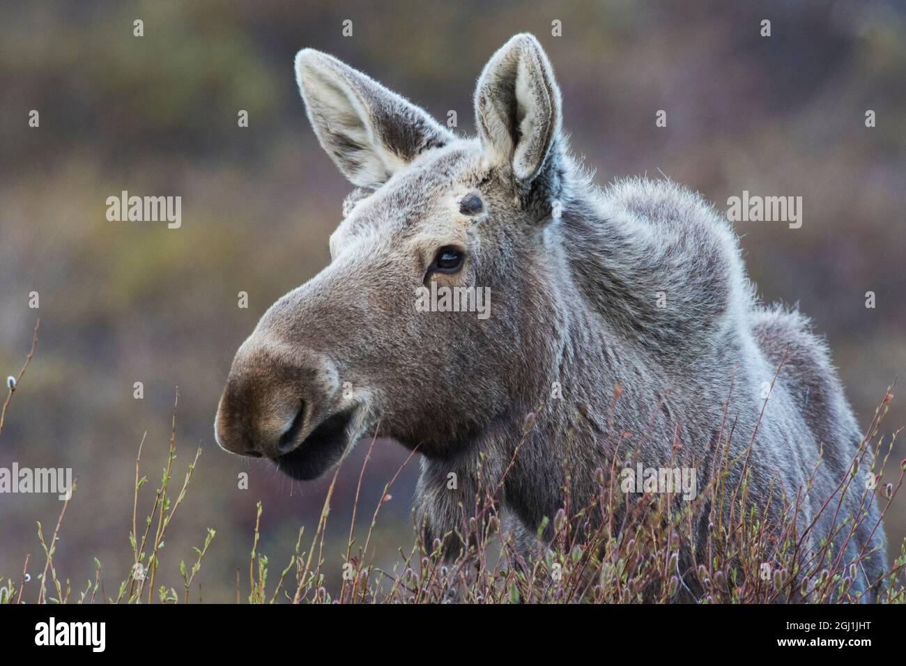 Orignal de l'Alaska, jeune taureau Banque D'Images