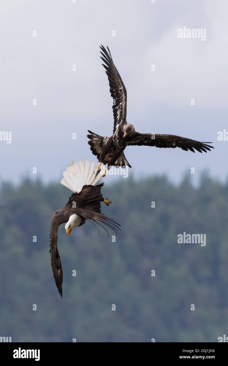 Mauvais aigle immature essayant de voler un repas d'un adulte. Banque D'Images