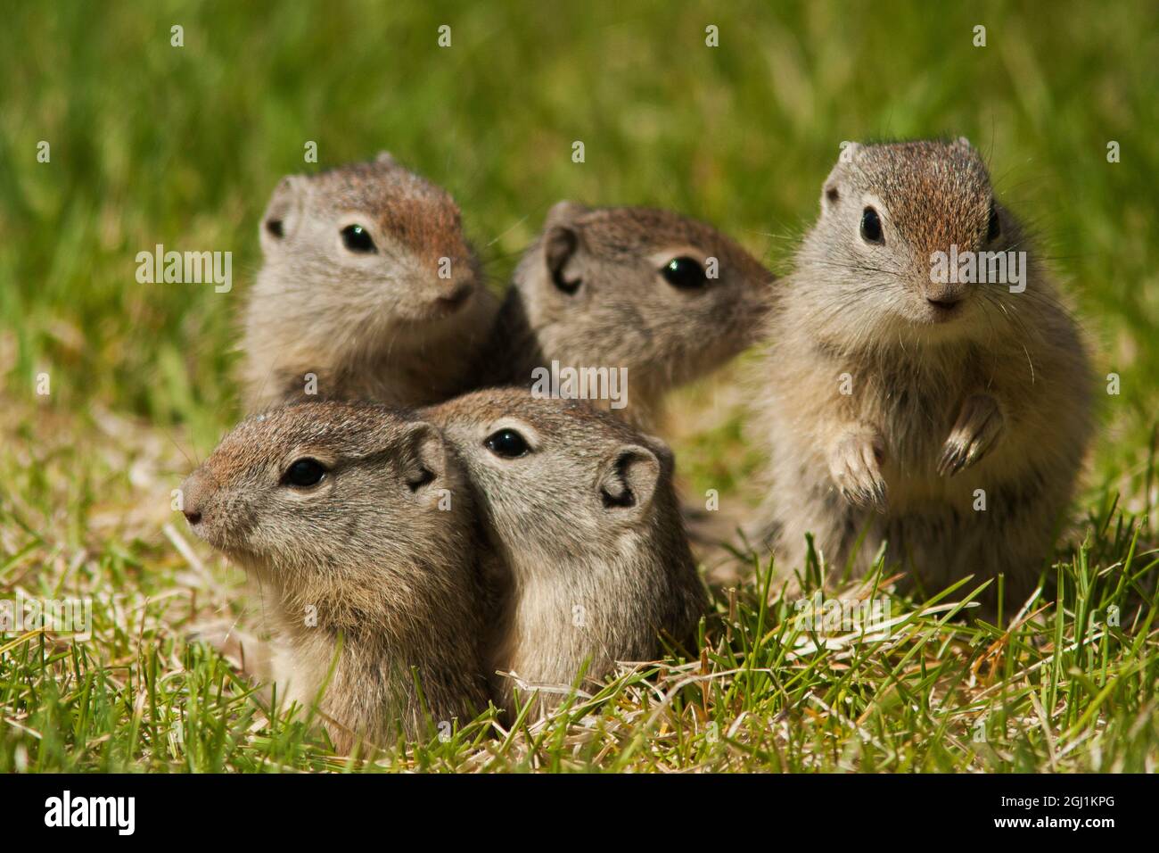 La famille d'écureuils de Belding peking hors de la terrier Banque D'Images