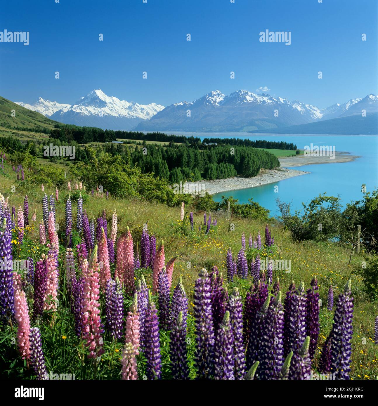 Lupins à côté du lac Pukaki et du mont Cook enneigé, Île du Sud, Nouvelle-Zélande Banque D'Images