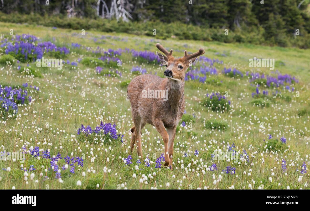 Buck de cerf à queue noire, promenade alpine en été Banque D'Images