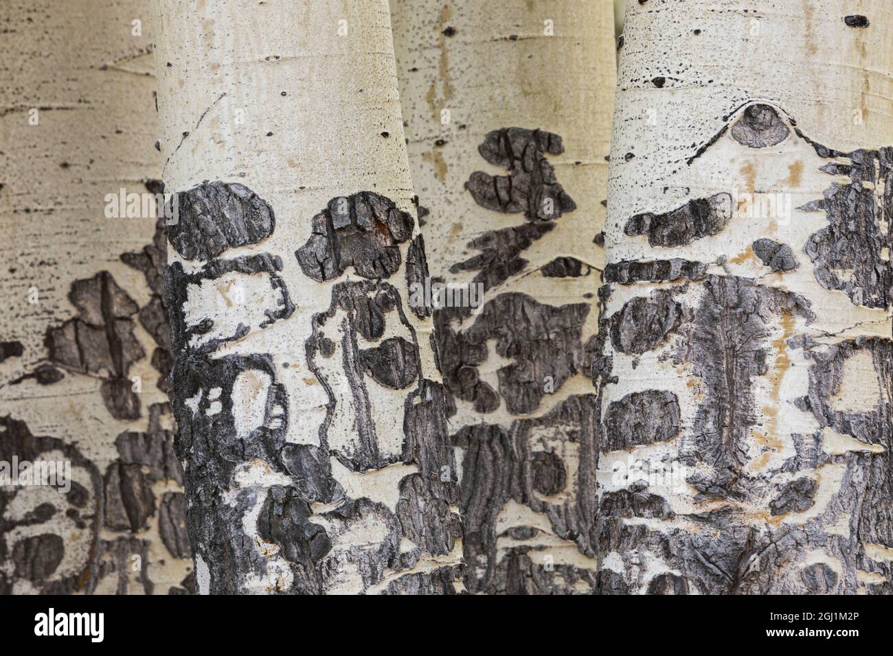 Cicatrices de tronc d'Aspen Banque D'Images