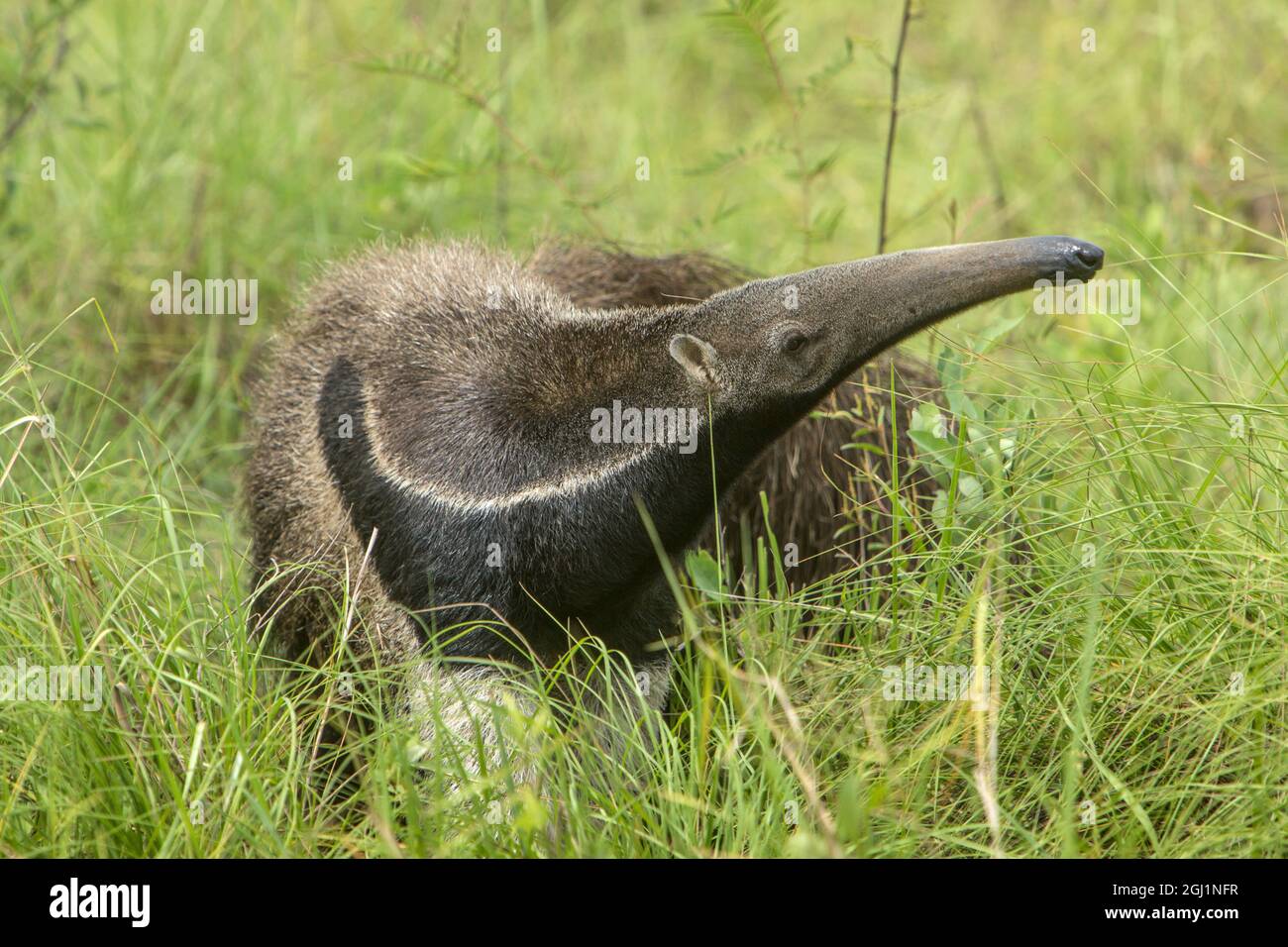 Amérique du Sud, Brésil, Pantanal. Igrass géants d'anteater. Credit AS: Jim Zuckerman / Jaynes Gallery / DanitaDelimont.com Banque D'Images