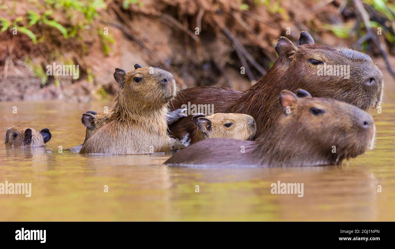 Amérique du Sud. Brésil. Les capybaras (Hydrochoerus hydrochaeris) sont des rongeurs que l'on trouve couramment dans le Pantanal, la plus grande zone humide tropicale du monde, an Banque D'Images